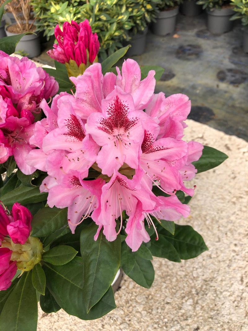 Rhododendron Hybrid Cosmopolitan 5 Litre Pot — Grasslands Nursery