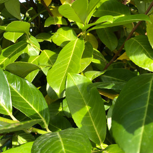 Cherry Laurel