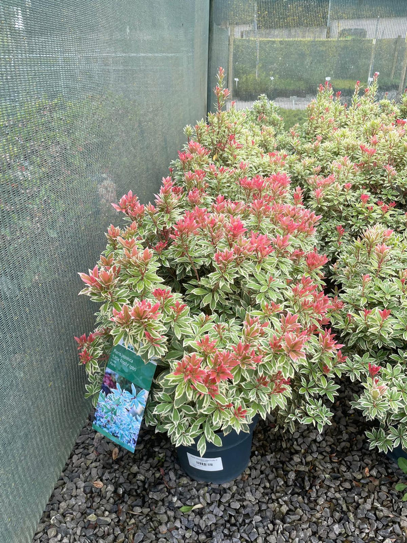 Pieris Japonica Little Frosty 10 Litre Pot