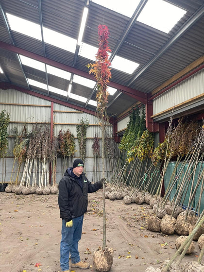 Liquidambar Worplesdon 12/14cm Girth Root Ball Extra Heavy Standard Feb/March Del