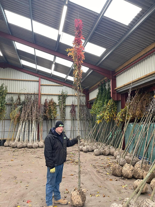 Liquidambar Worplesdon 12/14cm Girth Root Ball Extra Heavy Standard Feb/March Del