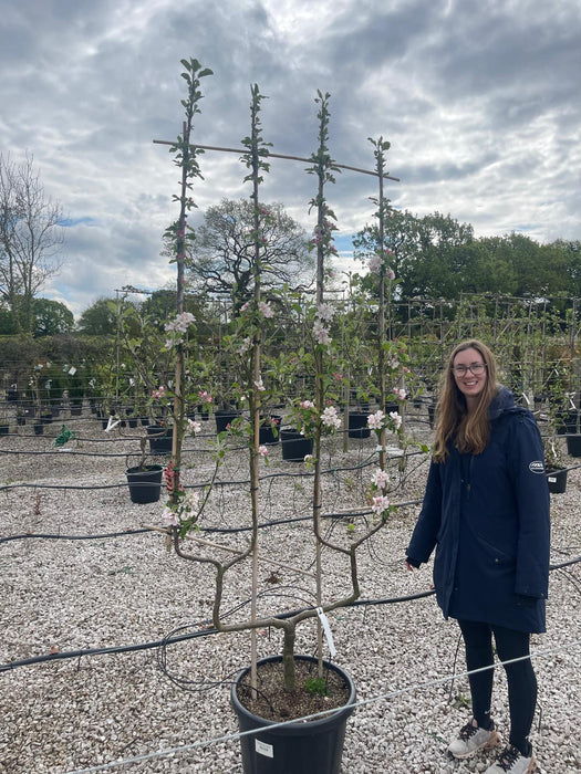 Apple Malus Cox's Orange 50 Litre Pot Double U Frame