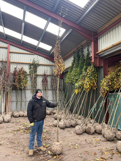 Trees ideal for carbon capture