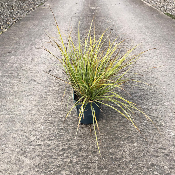 Carex oshimensis Everest 2 Litre Pot