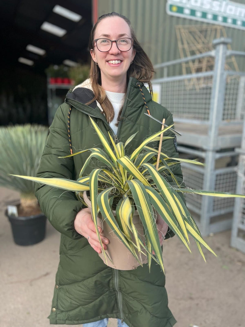 Yucca Fil. Colour Guard 5 Litre Pot