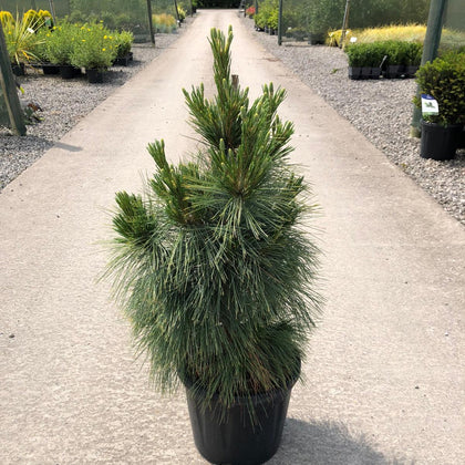 Pinus Sch. Wiethorst 11 Litre Pot