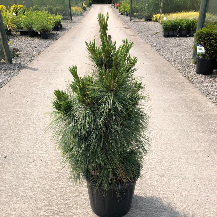 Pinus Sch. Wiethorst 11 Litre Pot