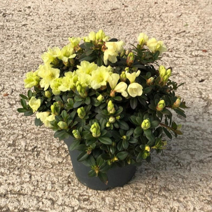 Rhododendron Wren 2.5 Litre Pot