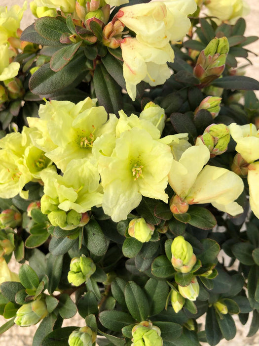 Rhododendron Wren 2.5 Litre Pot