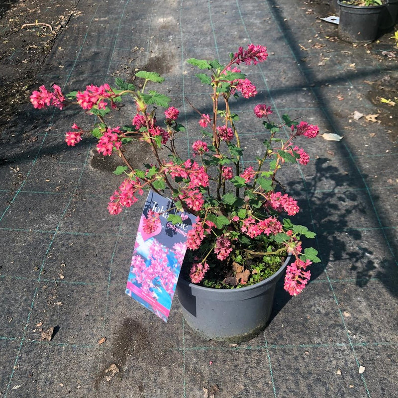 Ribes sanguineum Johannie PinkPomp 5 Litre Pot