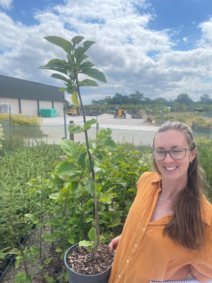 Magnolia Genie 5 Litre Pot