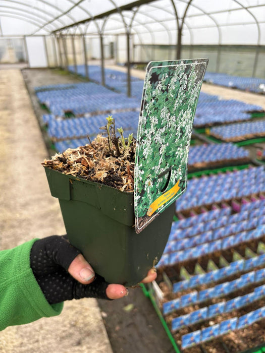 Nepeta faassenii Senior 11cm Pot