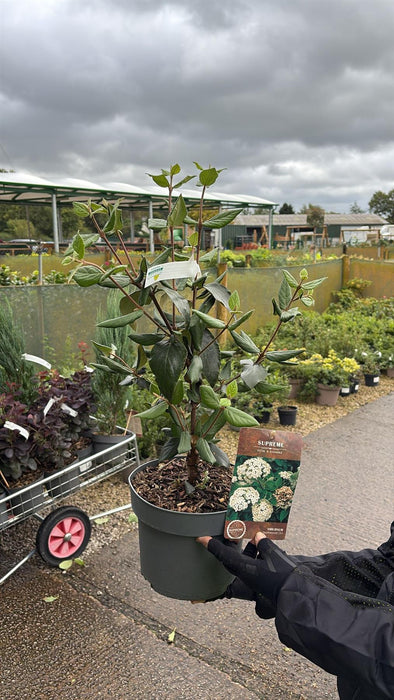 Viburnum Burkwoodii 4 Litre Pot 40/60cm