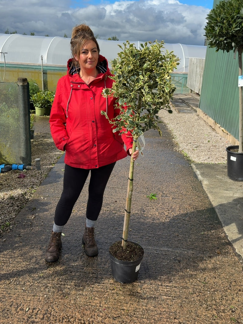 Ilex Meserveae Argentia Marginata 1/2 Standard 7.5 Litre Pot