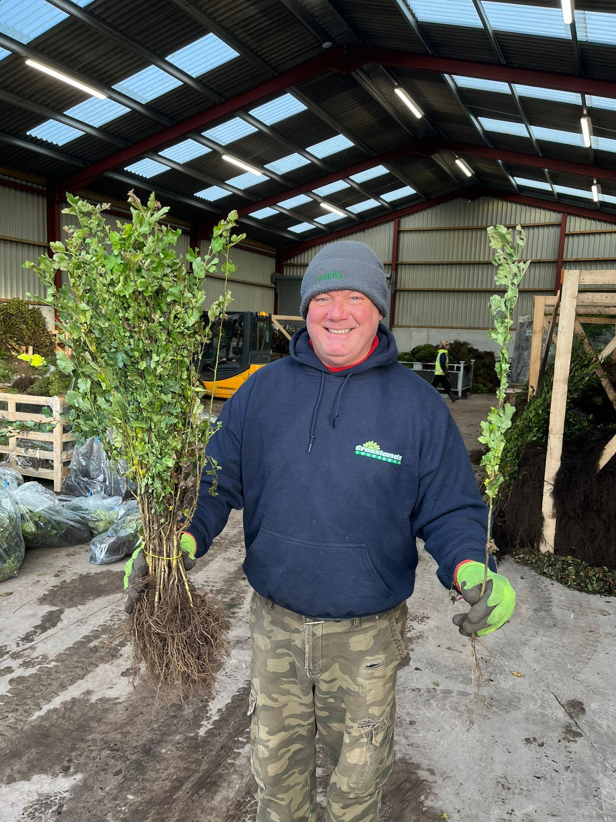 Field Maple Hedging Bare Root 40/60 cm Delivery from November