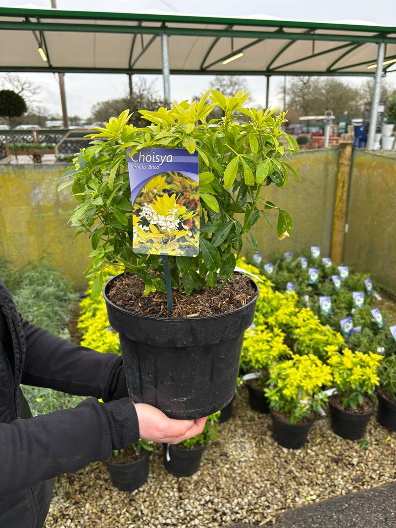 Choisya Ter. Sundance 5 Litre Pot