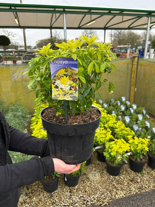 Choisya Ter. Sundance 5 Litre Pot