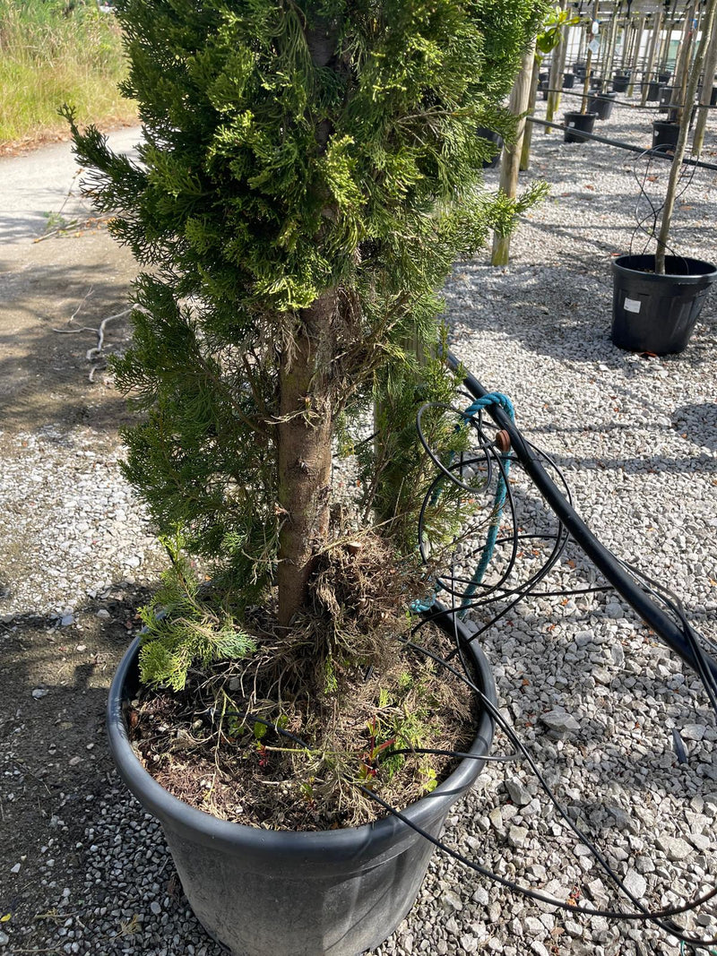 Cupressus sempervirens Pyrimidalis 3.5/4 Metres A/F