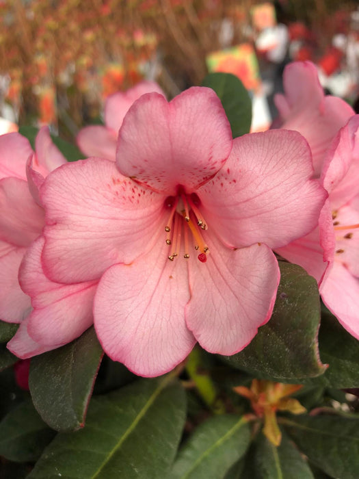 Rhododendron Wine and Roses  5 Litre Pot