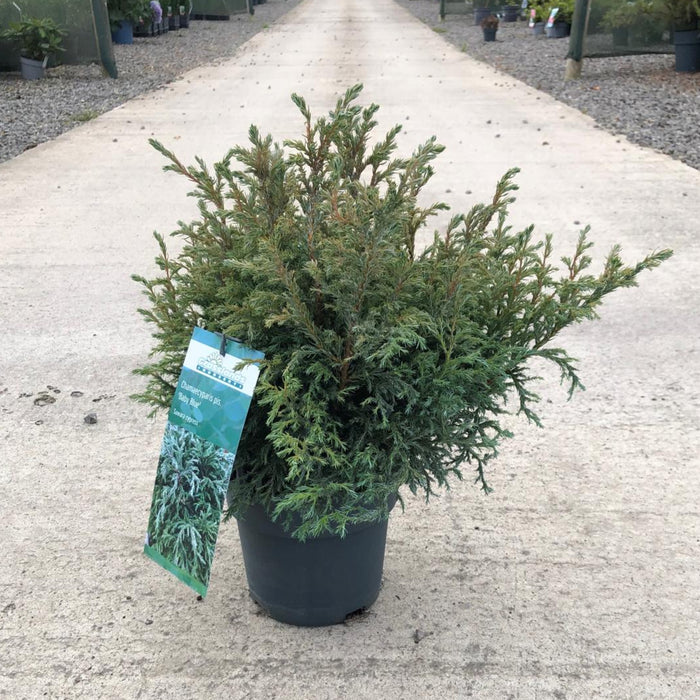 Chamaecyparis Baby Blue 2.5 Litre Pot