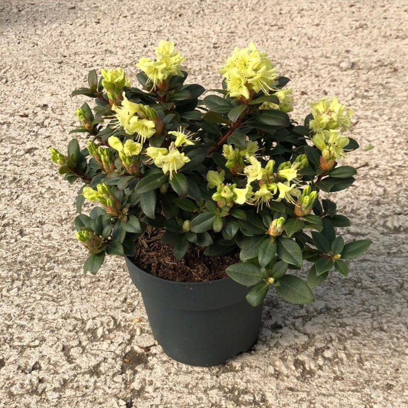 Rhododendron Princess Anne 2.5 Litre Pot