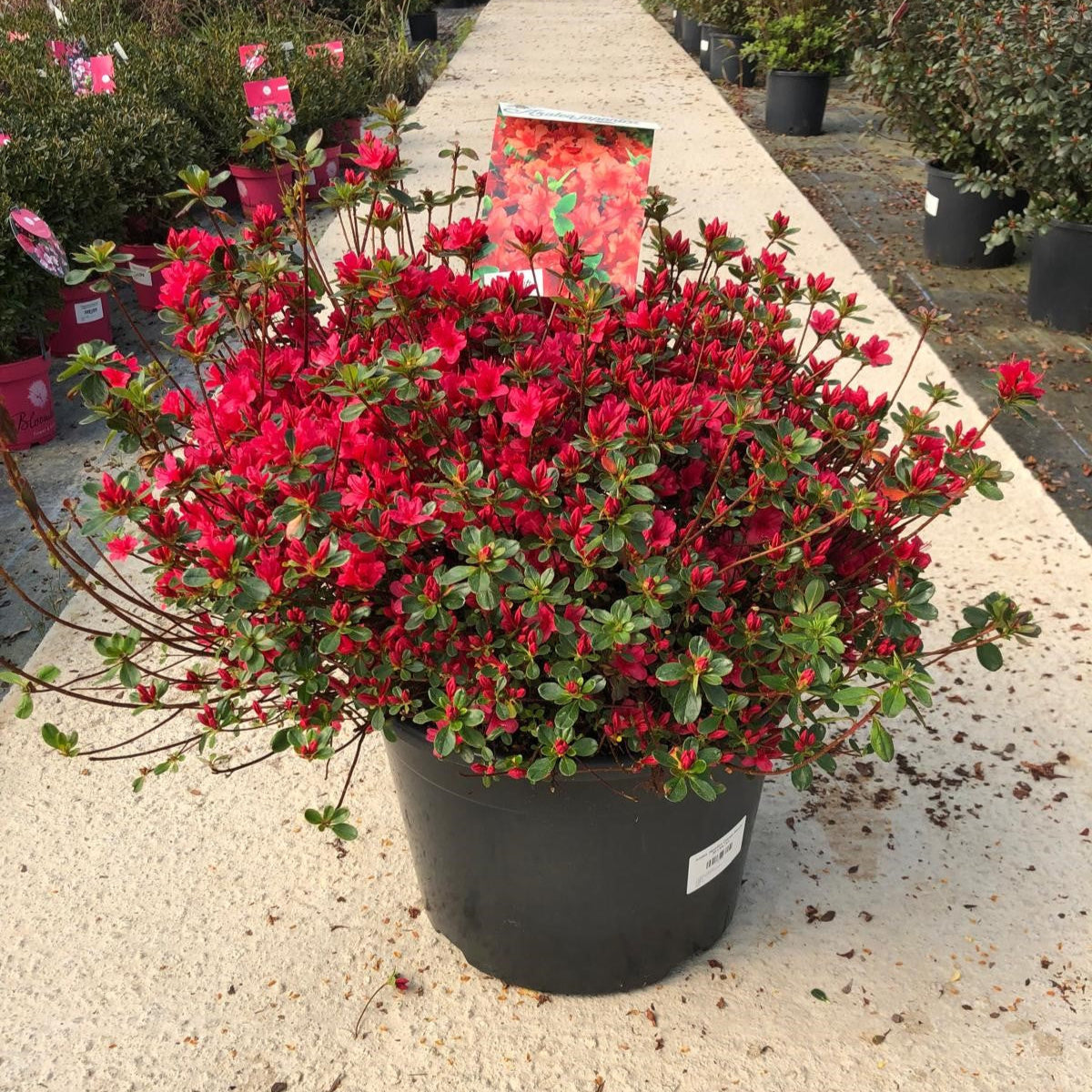 GENRE JAPONICA 万有百科大事典 Azalea Japonica Orange Beauty 30 Litre Pot — Grasslands Nursery