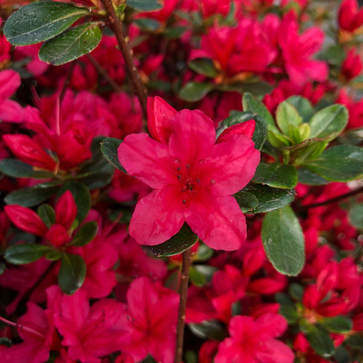 Azalea Japonica Orange Beauty 30 Litre Pot — Grasslands Nursery