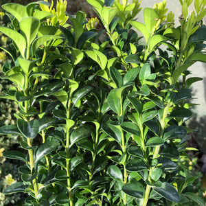 Box Hedging