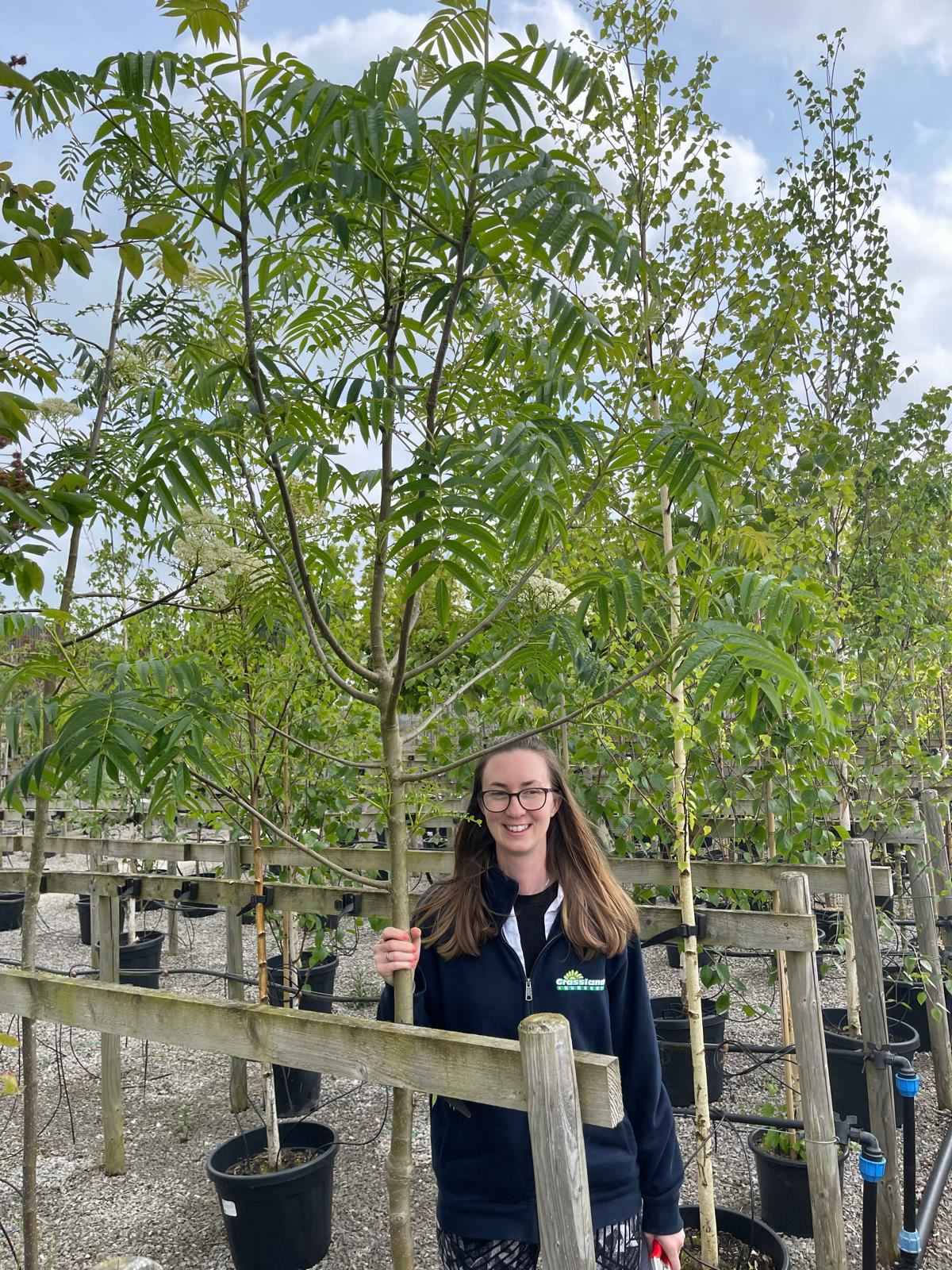 Sorbus Olympic Flame 6-8cm Girth Standard Root Ball Delivery From November Onwards