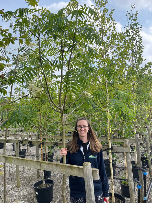 Sorbus Olympic Flame 6-8cm Girth Standard Pot Grown