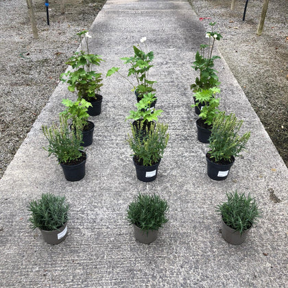 12 x Perennial Plants Butterfly & Bee Border Pack