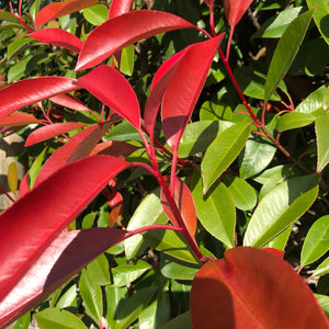 Photinia Red Robin