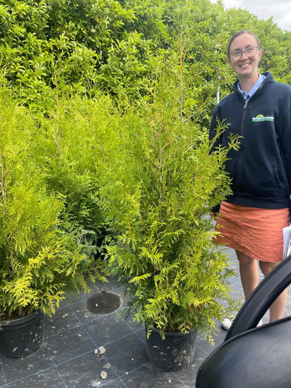 Thuja Brabant 160-180cm 20 Litre Pot