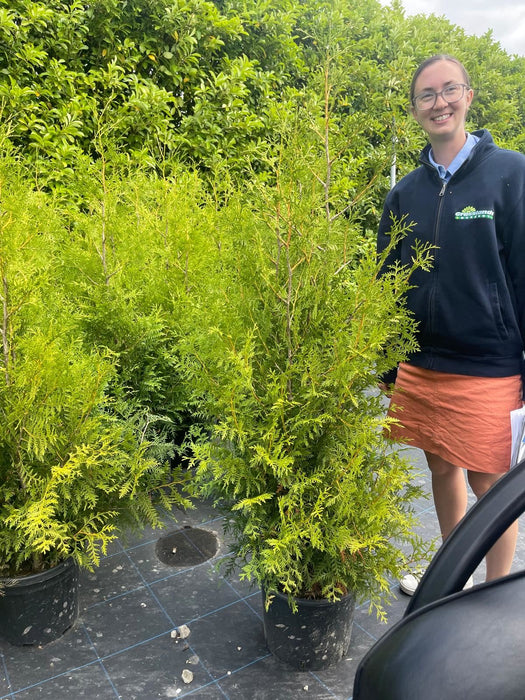 Thuja Brabant 125/150cm Root Ball Last orders March 17th