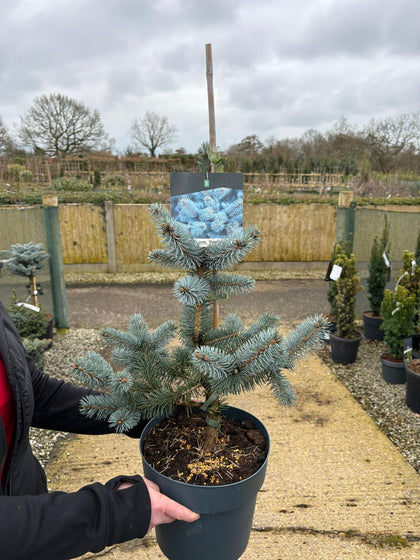 Picea Pungens Oldenburg 7.5 Litre Pot