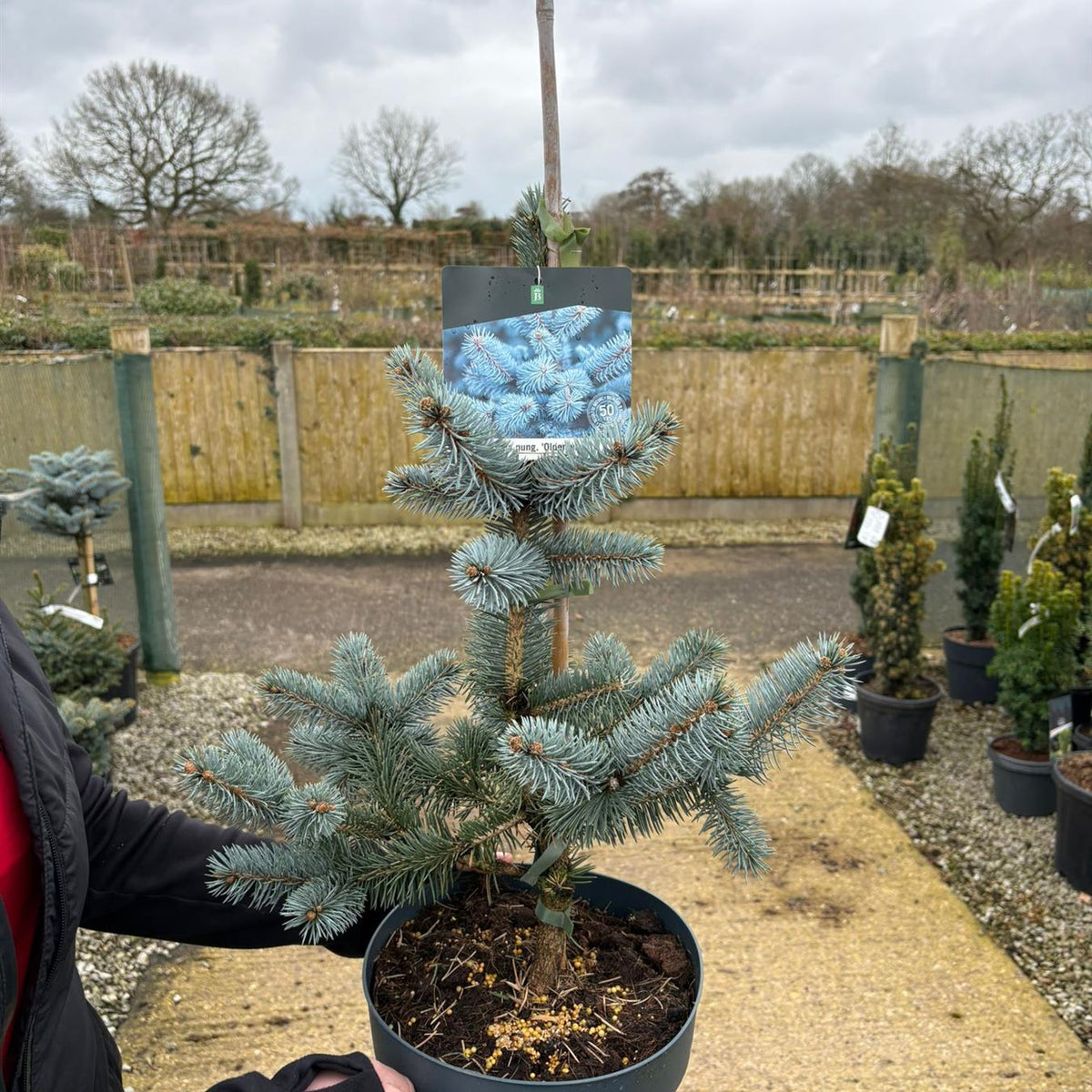 プンゲンストウヒ　picea pungens 　シンボルツリー　苗 17183dcf-18a6-49fa-9232-