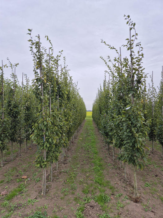 Carpinus Bet Frans Fontaine 8/10cm Girth Root ball