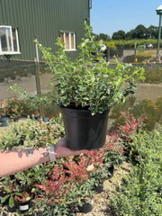 Euonymus Emerald Gaiety 3 Litre Pot