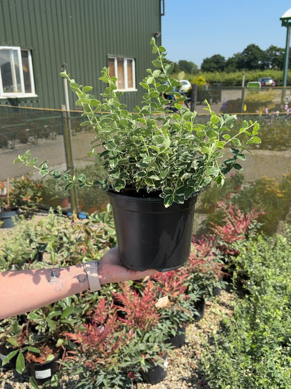 Euonymus Emerald Gaiety 3 Litre Pot