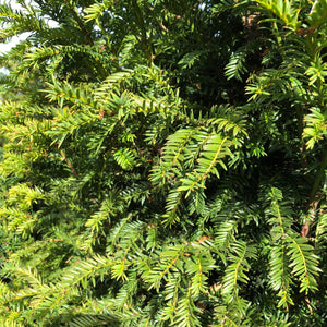 English Yew