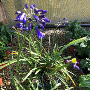 Agapanthus