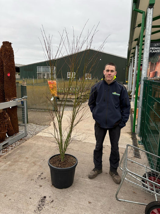 Acer palmatum Orange Dream 35 Litre Pot