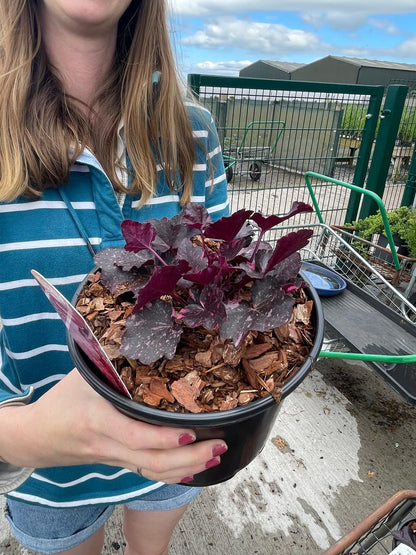 Heuchera Black Beauty 2 Litre Pot