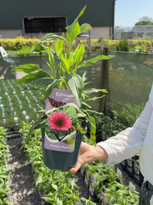 Echinacea Sombrero Pink 2 Litre Pot