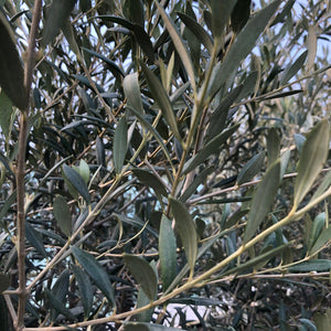 Olive Trees