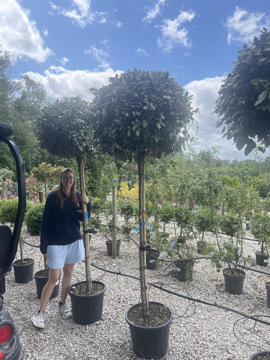 Elaeagnus Compacta 3/4 Standard 35 Litre Pot 150cm Stem