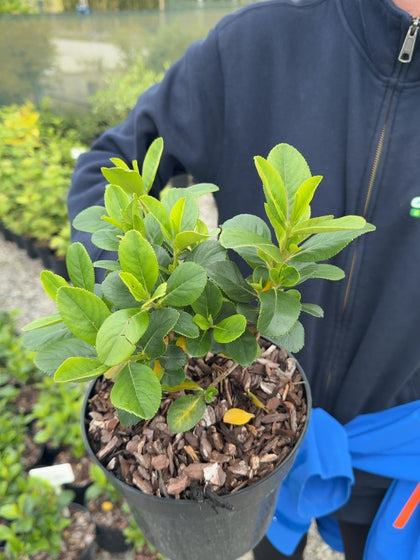 Escallonia laevis Pink Elle 3 Litre Pot