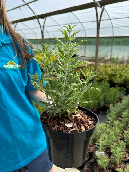 Perovskia atriplicifolia Lacey Blue- Russian Sage 3 Litre Pot