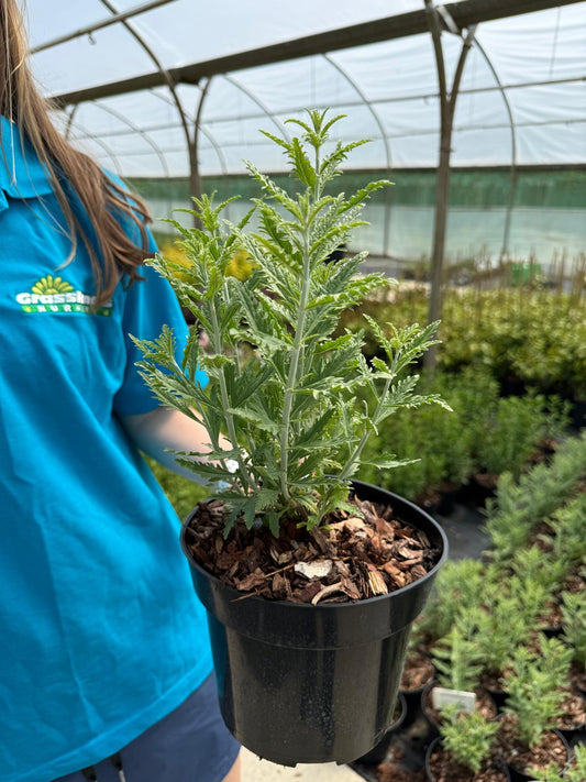 Perovskia atriplicifolia Lacey Blue- Russian Sage 3 Litre Pot