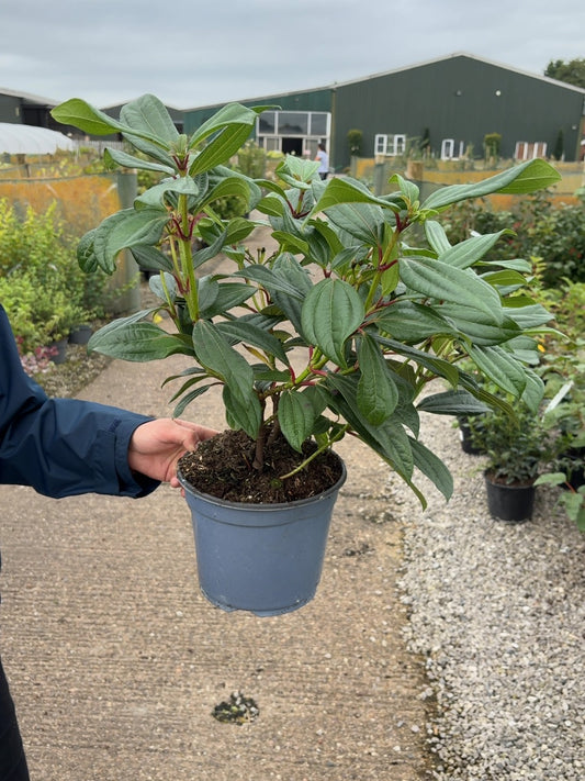 Viburnum Davidii 3 Litre Pot
